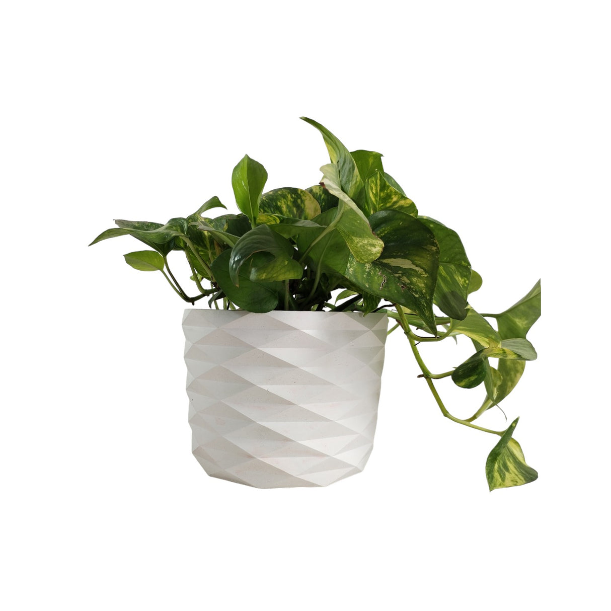 Matera de mesa Carlota Blanco 19x15cm de Cemento Circular de 4.3 Litros - Jardineria | Bylmo