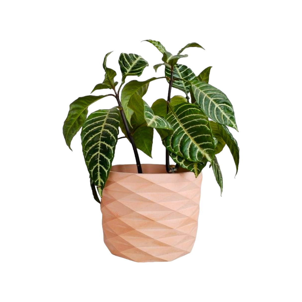 Matera de mesa Carlota Palo de Rosa 19x15cm de Cemento Circular de 4.3 Litros - Jardineria | Bylmo