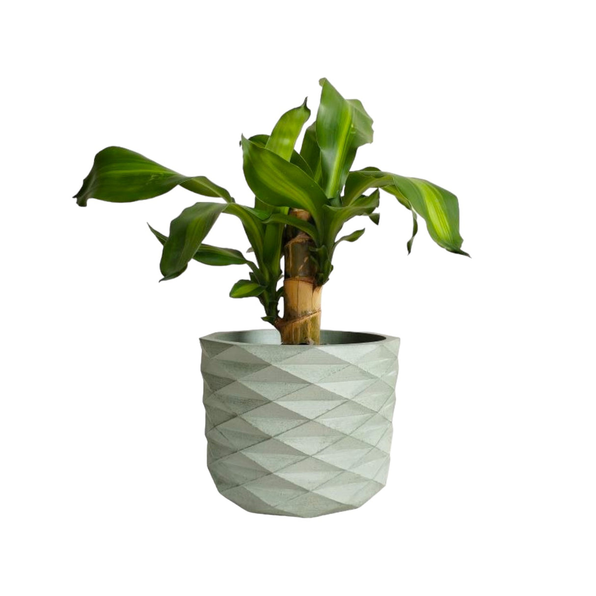 Matera de mesa Carlota Petty Verde Oliva 15x13cm de Cemento Circular de 2.3 Litros - Jardineria | Bylmo