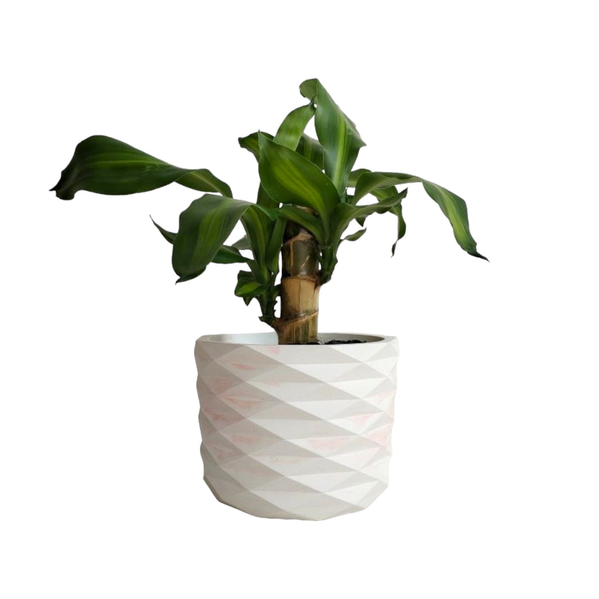 Matera de mesa Carlota Petty Mármol Rosa 15x13cm de Cemento Circular de 2.3 Litros - Jardineria | Bylmo