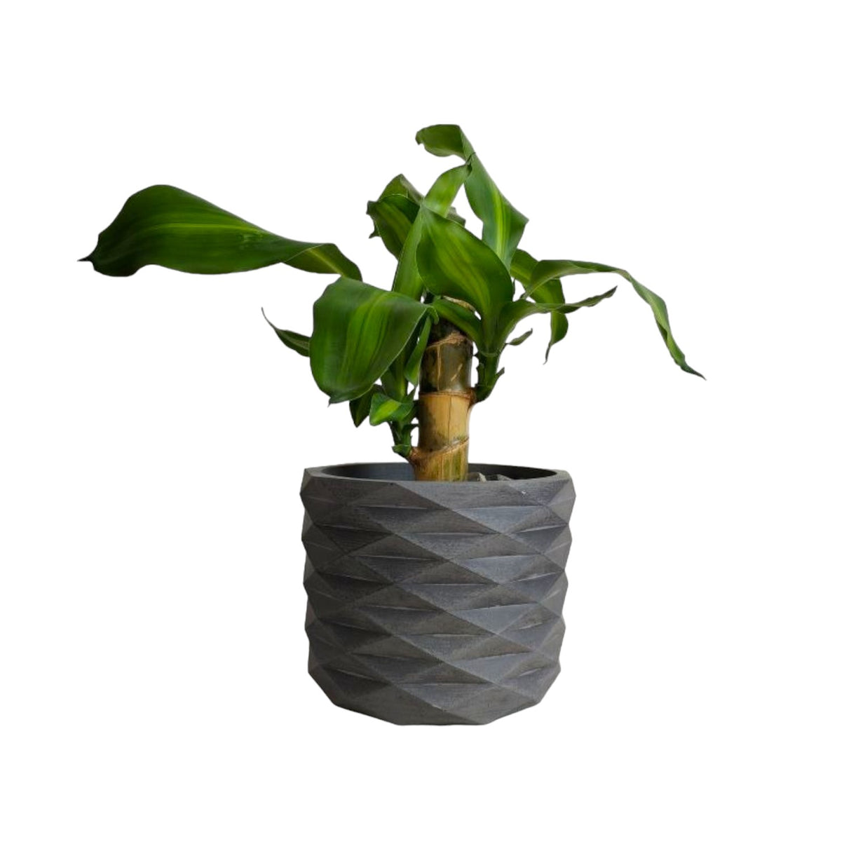 Matera de mesa Carlota Petty Gris Oscuro 15x12.5cm de Cemento Circular de 2.2 Litros - Jardineria | Bylmo