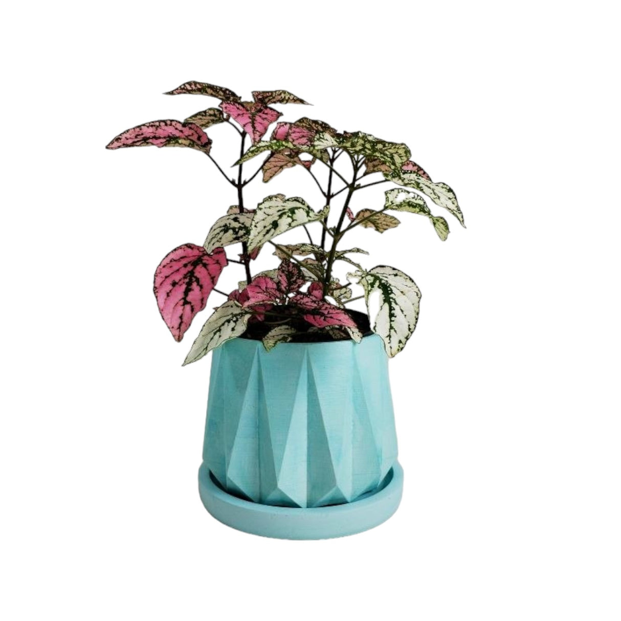Matera de mesa Lirio Aguamarina 10x2cm de Cemento Circular de 0.2 Litros - Jardineria | Bylmo