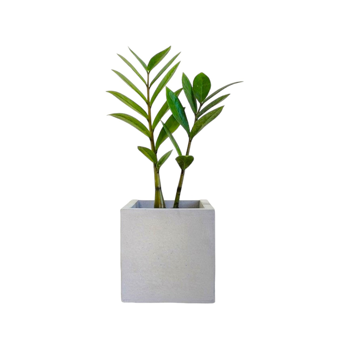 Matera de mesa Eloisa Petty Gris 12x12cm de Cemento Cuadrado de 1.7 Litros - Jardineria | Bylmo