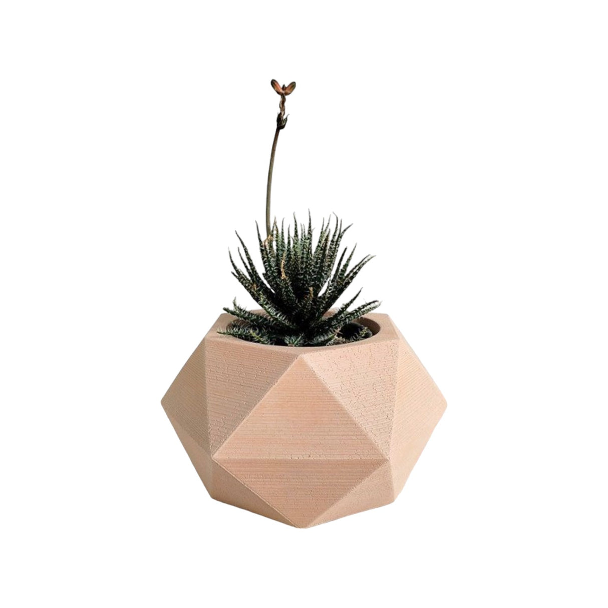 Matera de mesa Adara Petty Nude 7x7cm de Cemento Hexagonal de 0.2 Litros - Jardineria | Bylmo