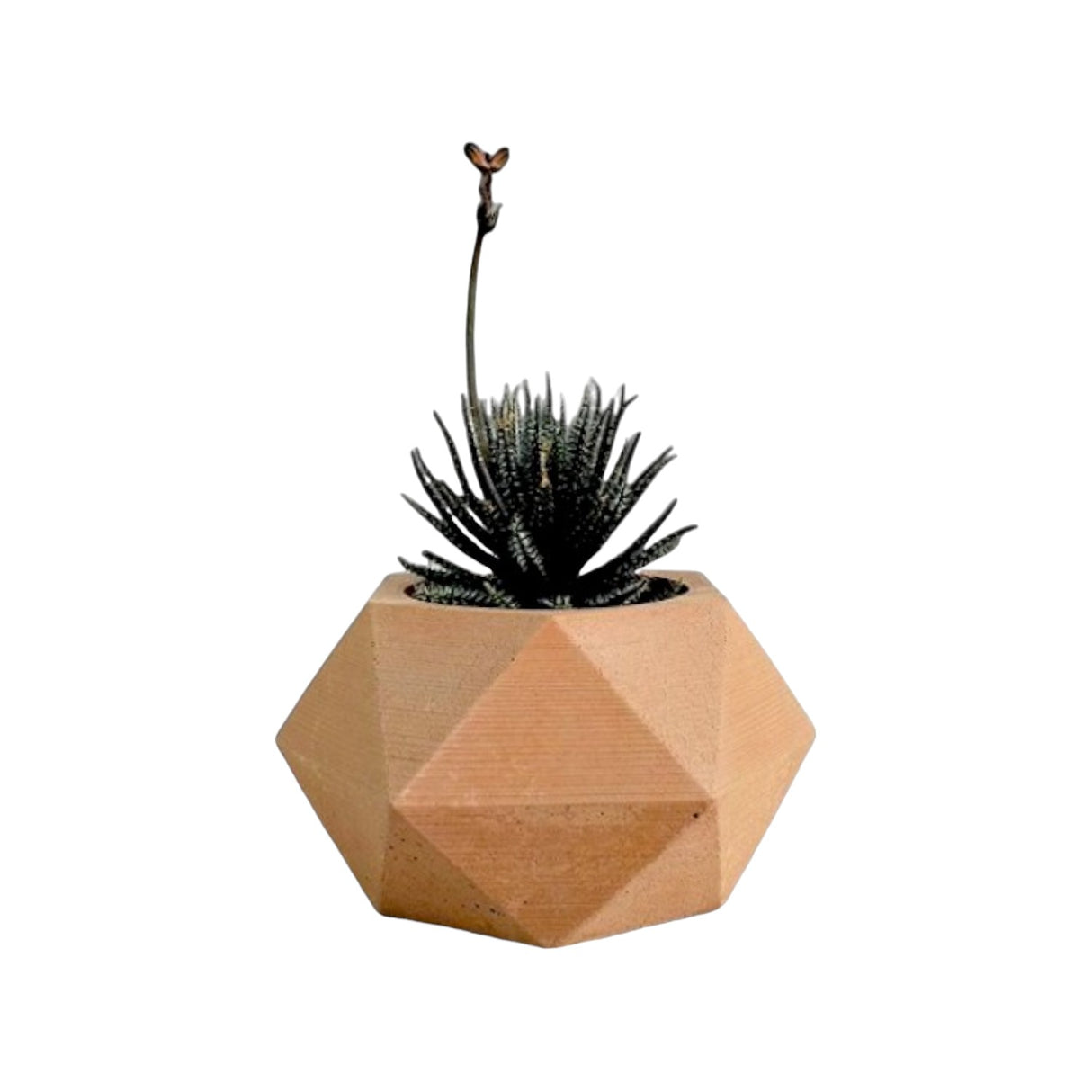 Matera de mesa Adara Petty Café 7x7cm de Cemento Hexagonal de 0.2 Litros - Jardineria | Bylmo