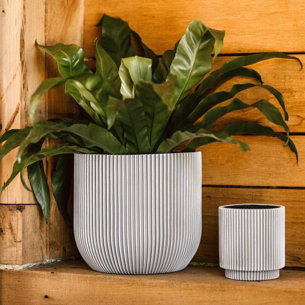 Matera Conic Round Groove Marfil 17x15cm Cónica De Escritorio - Materas y Macetas | Bylmo