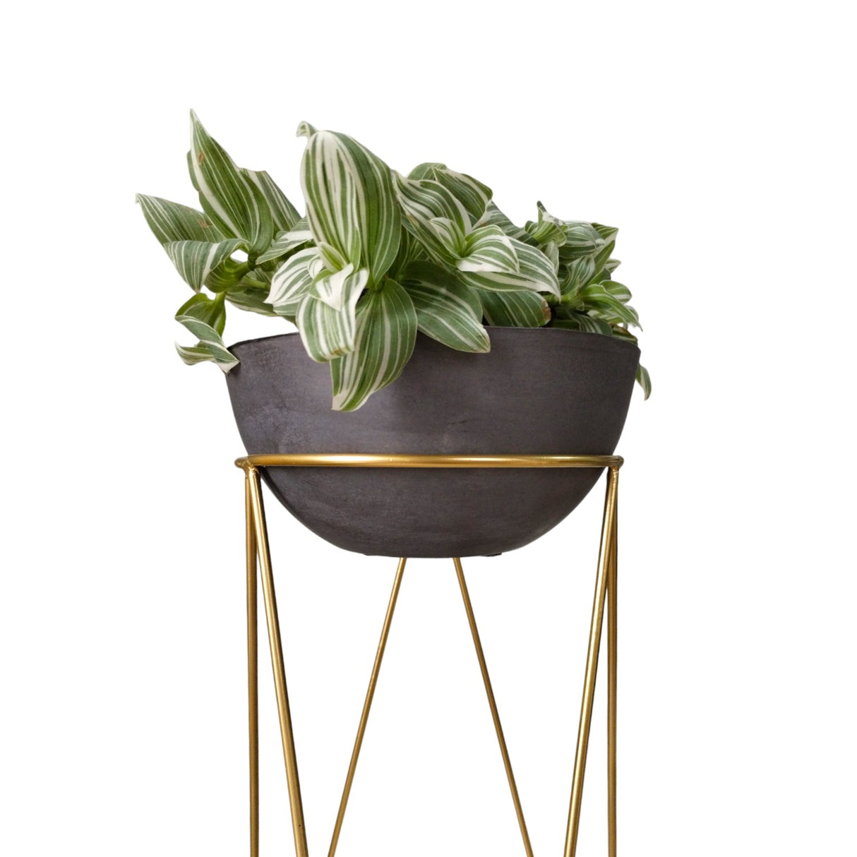 Combo Matera Bowl Mediana Cónica Negro y Dorado 24x11cm Tradicionales De Piso Con Base Metálica - MATERAS Y MACETAS | Bylmo