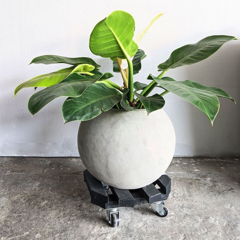 Base para Materas Exterior Tulipán Negro 30x10cm Circular con Rodachines Apto Para Intemperie - BASES PARA MATERAS DE EXTERIOR | Bylmo