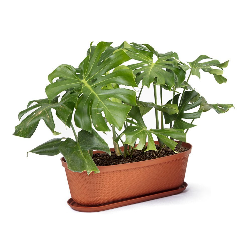 Matera de Mesa Rimax Rafia Terracota 60.2x19.6cm Ovalado con Orificio de Drenaje - MATERAS DE MESA | Bylmo