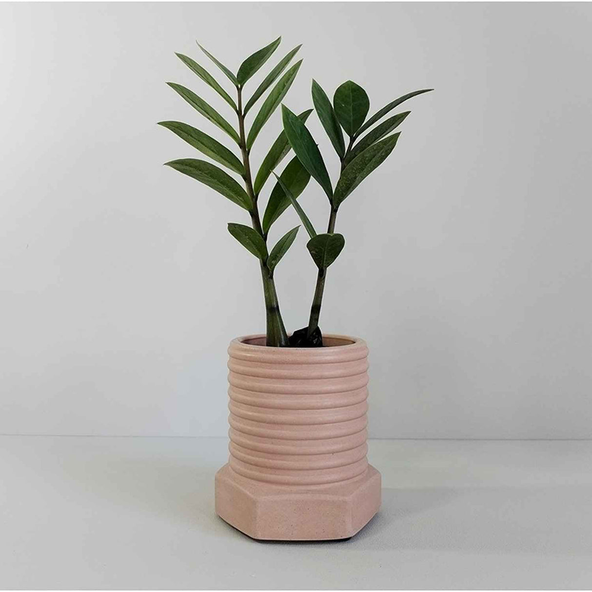 Matera de mesa Tornillo Palo de Rosa 10x10cm de Cemento Circular de 0.8 Litros - Jardineria | Bylmo