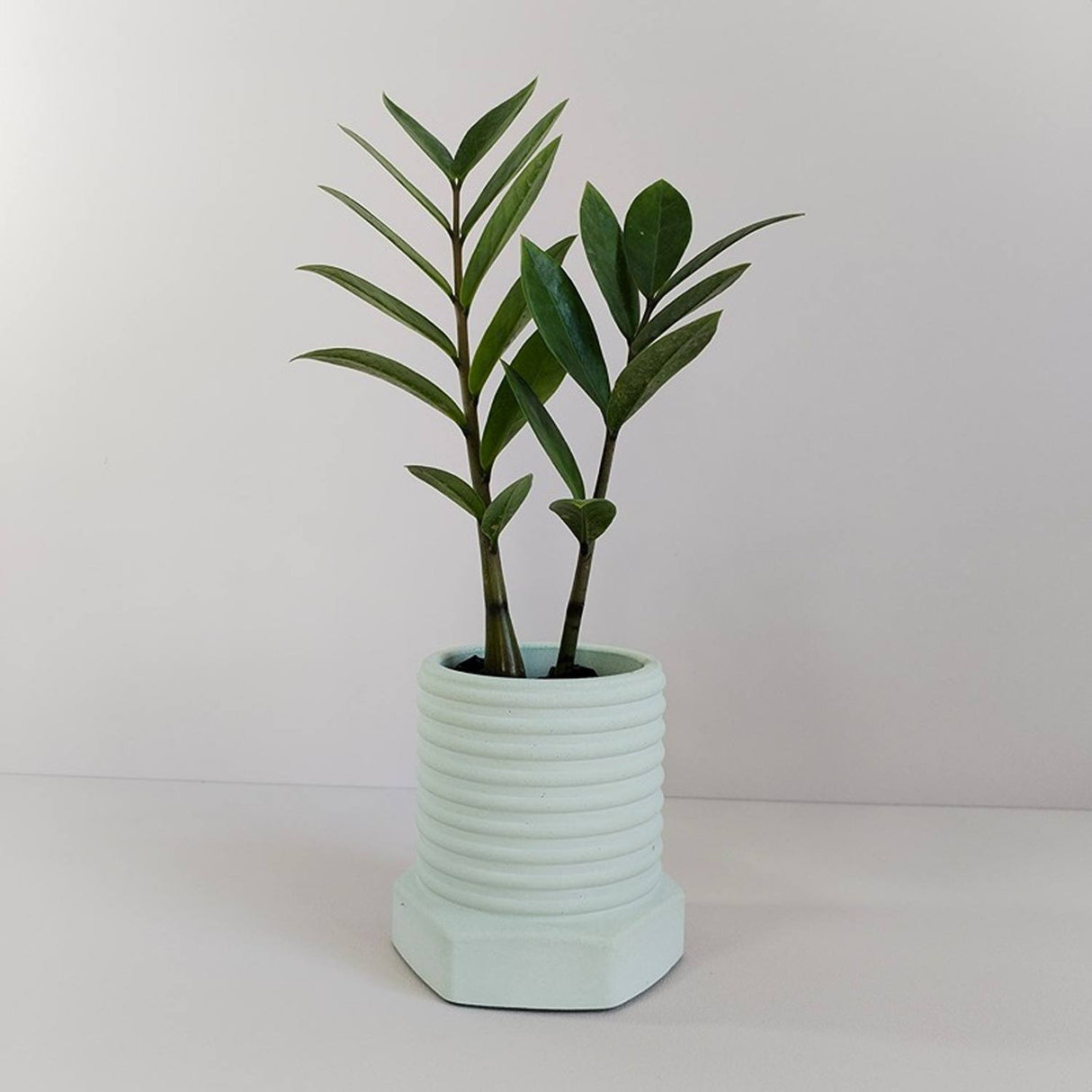 Matera de mesa Tornillo Verde Menta 10x10cm de Cemento Circular de 0.8 Litros - Jardineria | Bylmo