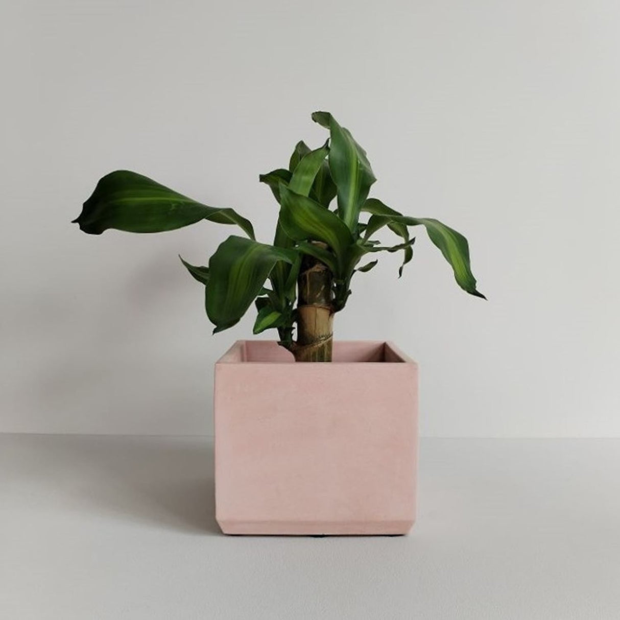 Matera de mesa Eloisa Palo de Rosa 15x15cm de Cemento Cuadrado de 3.4 Litros - Jardineria | Bylmo