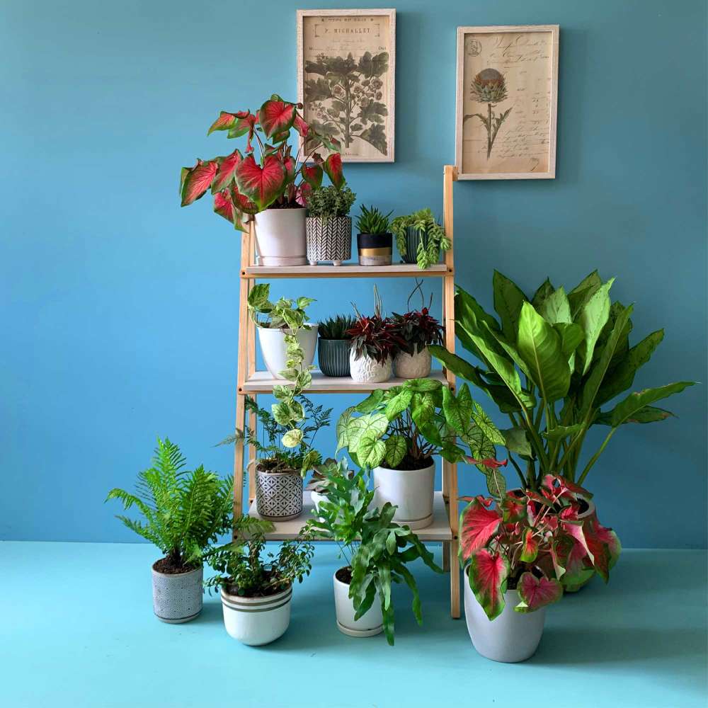 Mueble de Jardín Álamo Pino 60x120cm Rectangular con Tres Entrepaños - Repisas y Percheros | Bylmo