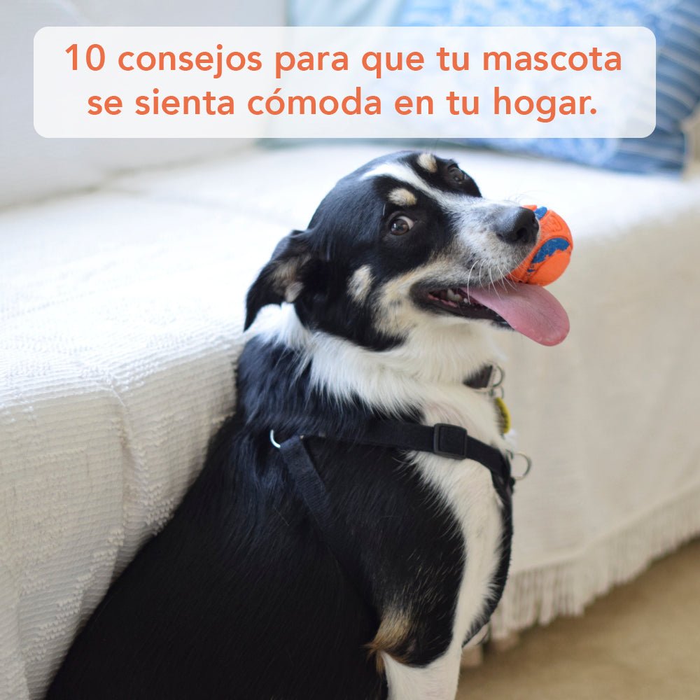 10 consejos para que tu mascota se sienta cómoda en tu hogar - Bylmo