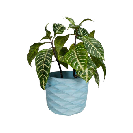 Matera de mesa Carlota Azul Petróleo 19x15cm de Cemento Circular de 4.3 Litros - Jardineria | Bylmo