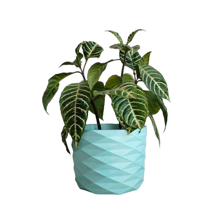 Matera de mesa Carlota Aguamarina 19x15cm de Cemento Circular de 4.3 Litros - Jardineria | Bylmo