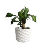 Matera de mesa Carlota Petty Blanco 15x13cm de Cemento Circular de 2.3 Litros - Jardineria | Bylmo