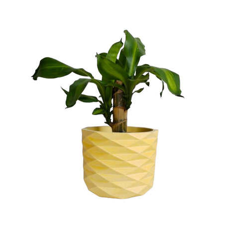 Matera de mesa Carlota Petty Amarillo 15x13cm de Cemento Circular de 2.3 Litros - Jardineria | Bylmo