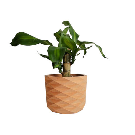 Matera de mesa Carlota Petty Terracota 15x13cm de Cemento Circular de 2.3 Litros - Jardineria | Bylmo