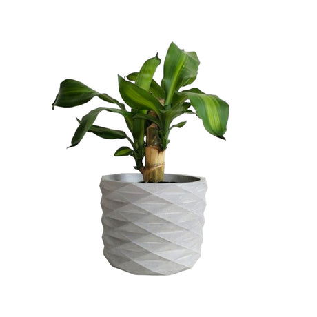 Matera de mesa Carlota Petty Gris 15x13cm de Cemento Circular de 2.3 Litros - Jardineria | Bylmo