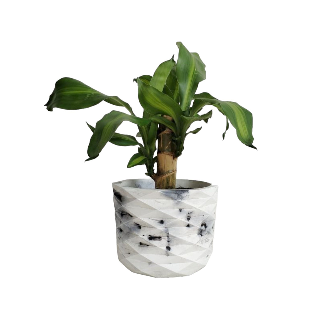 Matera de mesa Carlota Petty Mármol Negro 15x13cm de Cemento Circular de 2.3 Litros - Jardineria | Bylmo