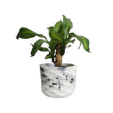 Matera de mesa Carlota Petty Mármol Negro 15x13cm de Cemento Circular de 2.3 Litros - Jardineria | Bylmo