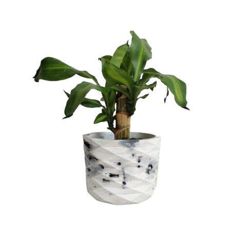 Matera de mesa Carlota Petty Mármol Negro 15x13cm de Cemento Circular de 2.3 Litros - Jardineria | Bylmo