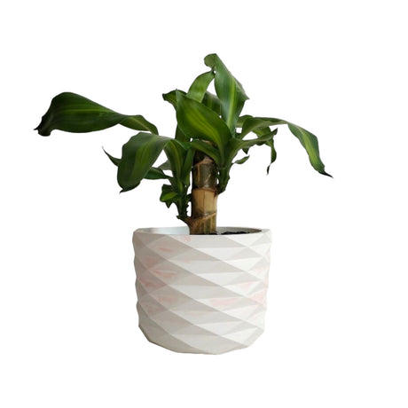 Matera de mesa Carlota Petty Mármol Rosa 15x13cm de Cemento Circular de 2.3 Litros - Jardineria | Bylmo