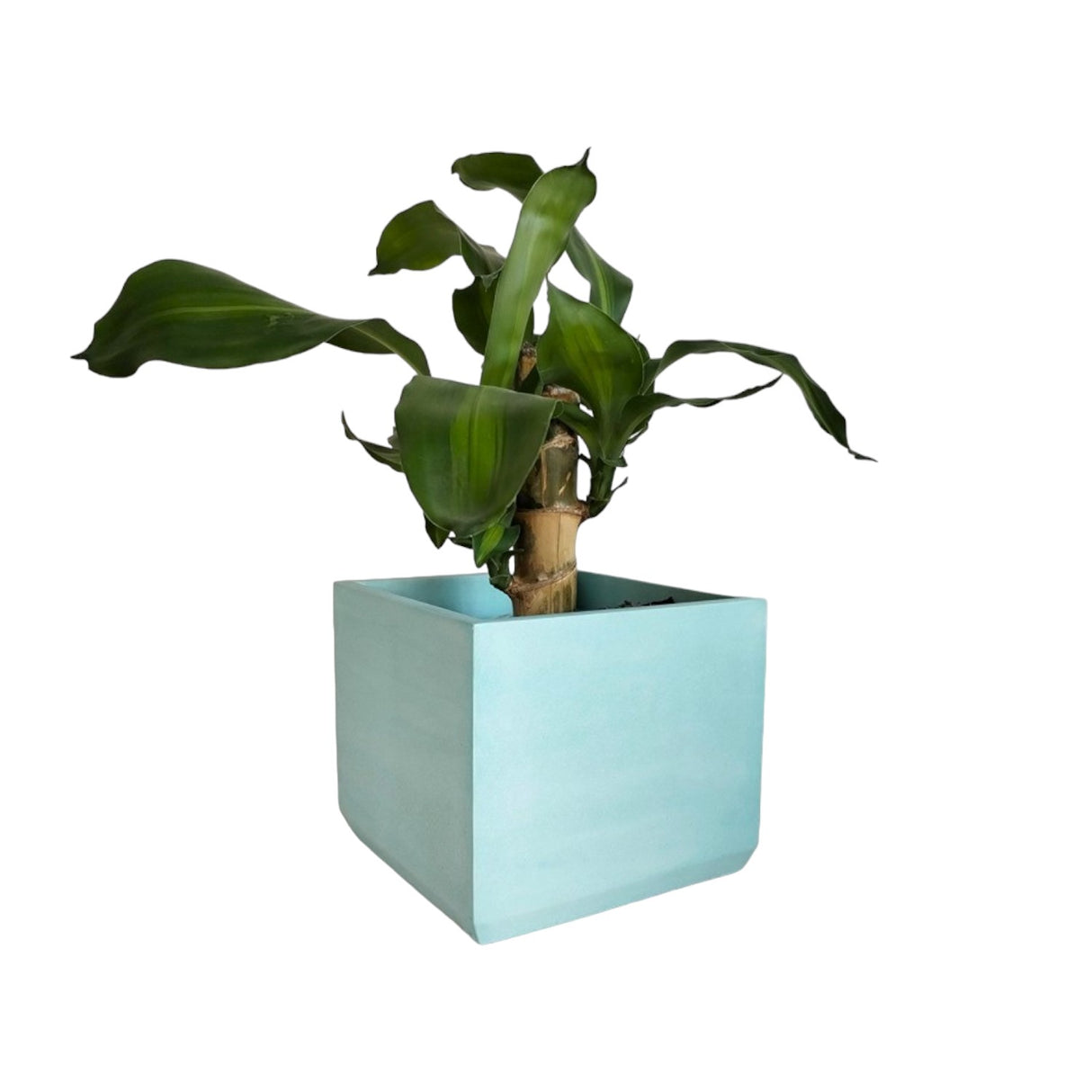 Matera de mesa Eloisa Aguamarina 15x15cm de Cemento Cuadrado de 3.4 Litros - Jardineria | Bylmo