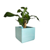 Matera de mesa Eloisa Aguamarina 15x15cm de Cemento Cuadrado de 3.4 Litros - Jardineria | Bylmo