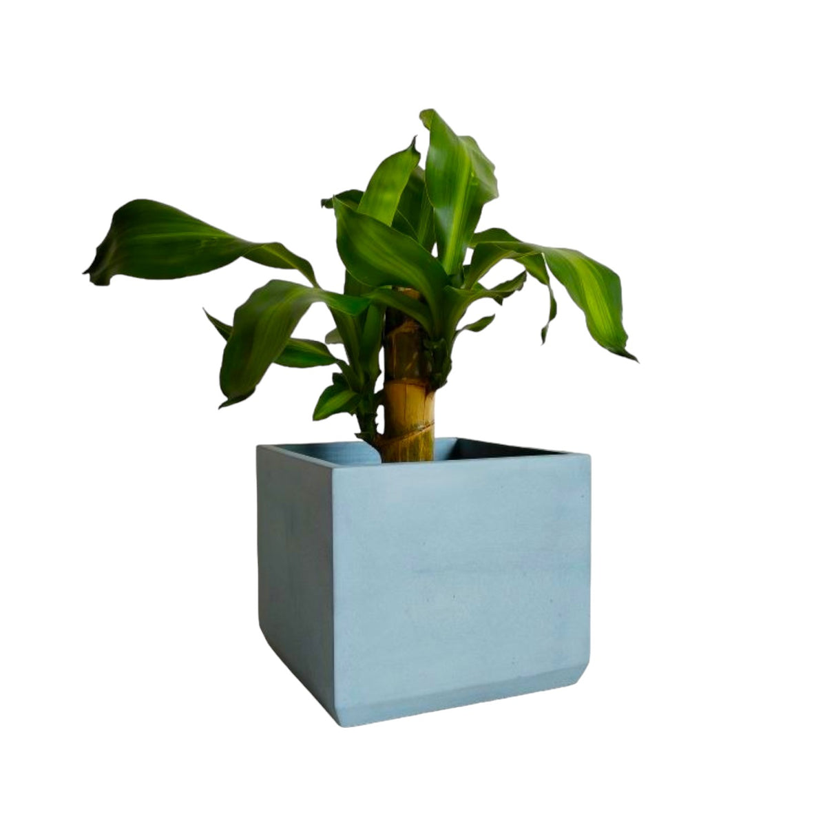 Matera de mesa Eloisa Azul Petróleo 15x15cm de Cemento Cuadrado de 3.4 Litros - Jardineria | Bylmo