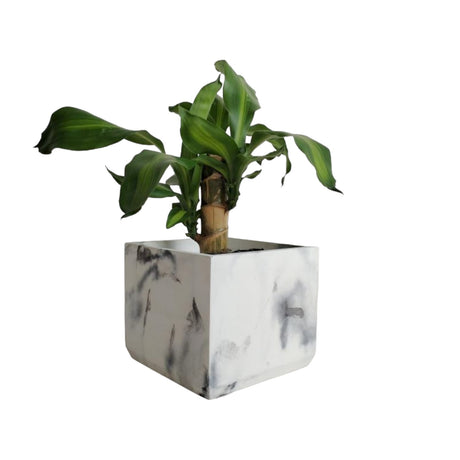 Matera de mesa Eloisa Mármol Negro 15x15cm de Cemento Cuadrado de 3.4 Litros - Jardineria | Bylmo