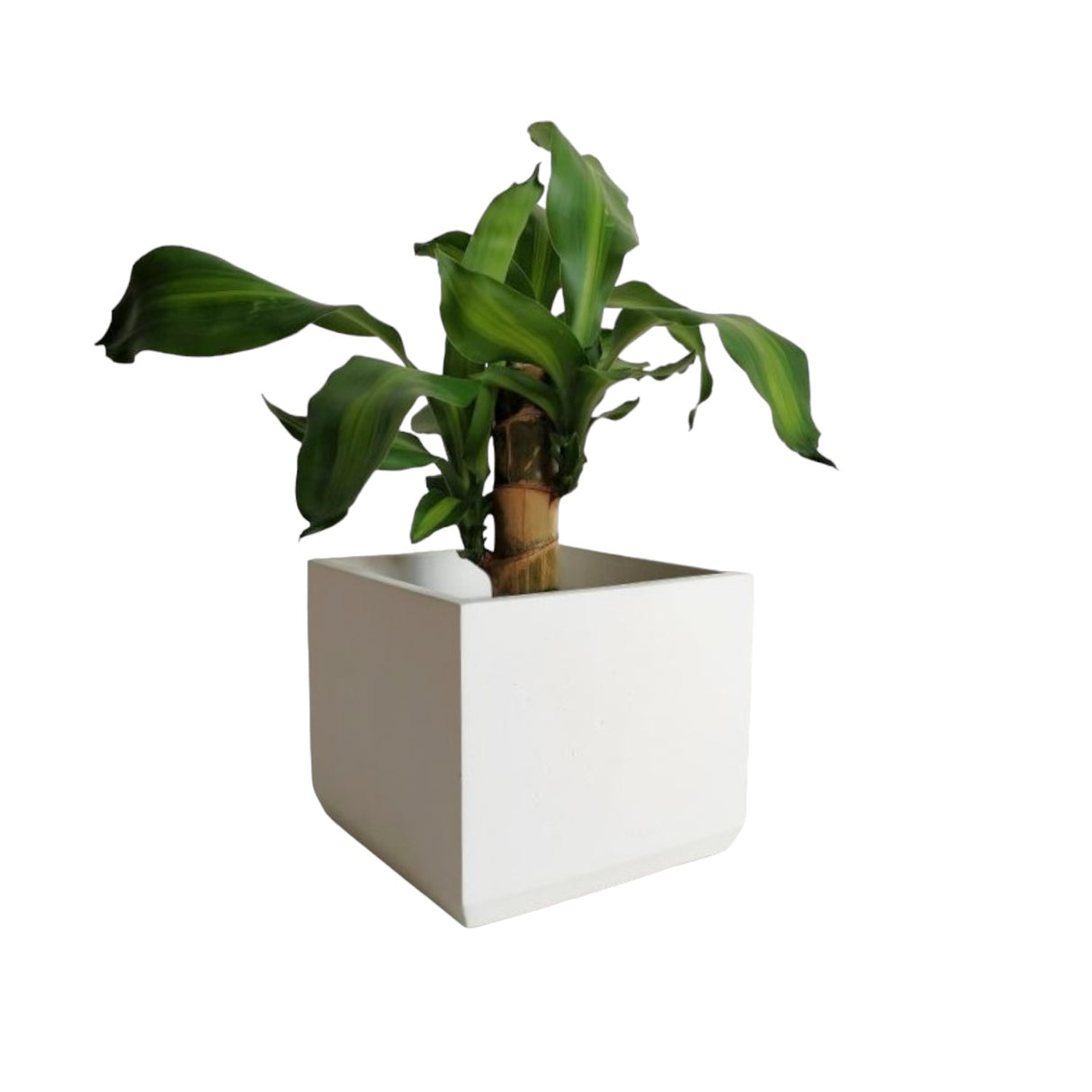 Matera de mesa Eloisa Blanco 15x15cm de Cemento Cuadrado de 3.4 Litros - Jardineria | Bylmo