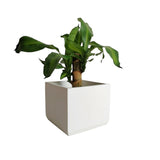 Matera de mesa Eloisa Blanco 15x15cm de Cemento Cuadrado de 3.4 Litros - Jardineria | Bylmo