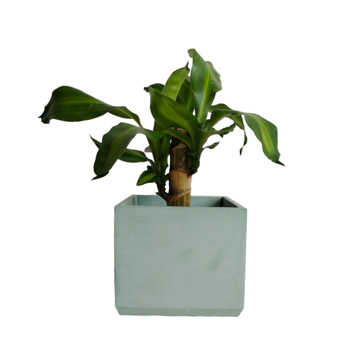 Matera de mesa Eloisa Verde Oliva 15x15cm de Cemento Cuadrado de 3.4 Litros - Jardineria | Bylmo