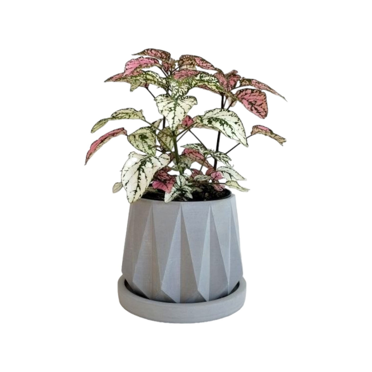 Matera de mesa Lirio Gris 10x2cm de Cemento Circular de 0.2 Litros - Jardineria | Bylmo