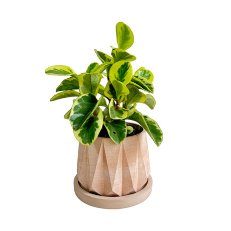 Matera de mesa Lirio Nude 10x2cm de Cemento Circular de 0.2 Litros - Jardineria | Bylmo