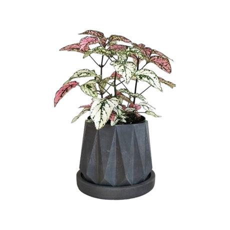 Matera de mesa Lirio Gris Oscuro 10x2cm de Cemento Circular de 0.2 Litros - Jardineria | Bylmo