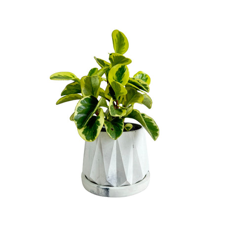 Matera de mesa Lirio Mármol Negro 10x2cm de Cemento Circular de 0.2 Litros - Jardineria | Bylmo