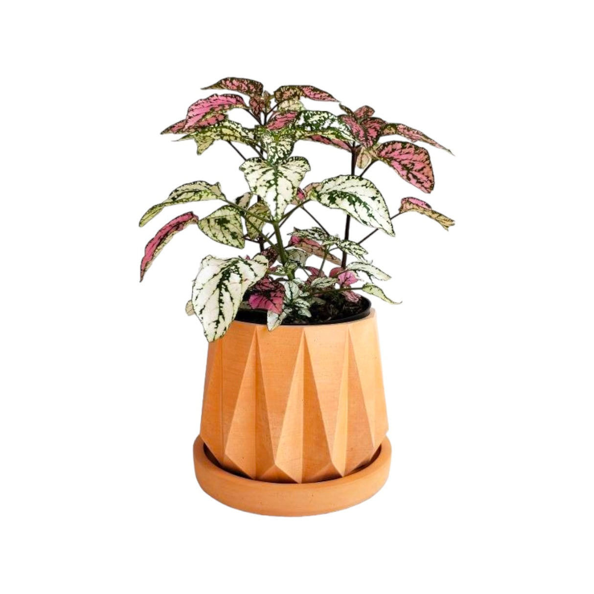 Matera de mesa Lirio Terracota 10x2cm de Cemento Circular de 0.2 Litros - Jardineria | Bylmo
