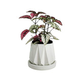 Matera de mesa Lirio Blanco 10x1.5cm de Cemento Circular de 0.1 Litros - Jardineria | Bylmo
