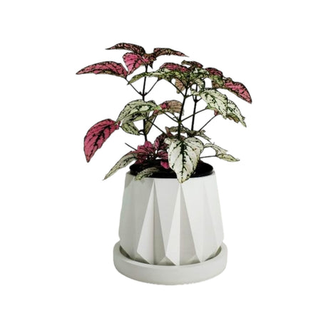 Matera de mesa Lirio Blanco 10x1.5cm de Cemento Circular de 0.1 Litros - Jardineria | Bylmo