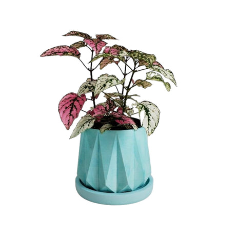 Matera de mesa Lirio Aguamarina 10x2cm de Cemento Circular de 0.2 Litros - Jardineria | Bylmo