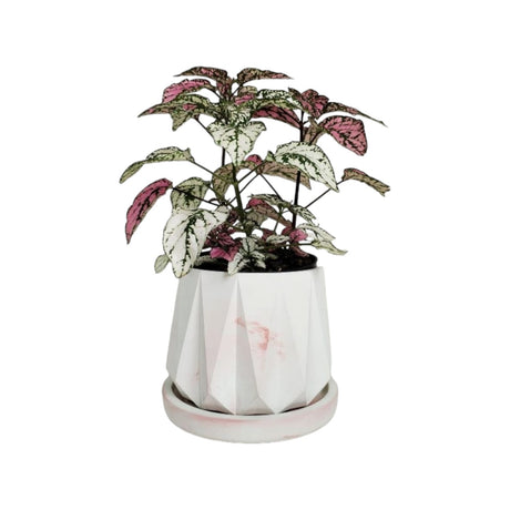 Matera de mesa Lirio Mármol Rosa 10x2cm de Cemento Circular de 0.2 Litros - Jardineria | Bylmo