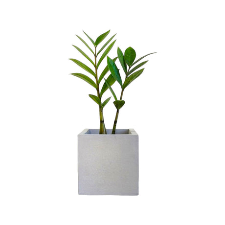 Matera de mesa Eloisa Petty Gris 12x12cm de Cemento Cuadrado de 1.7 Litros - Jardineria | Bylmo