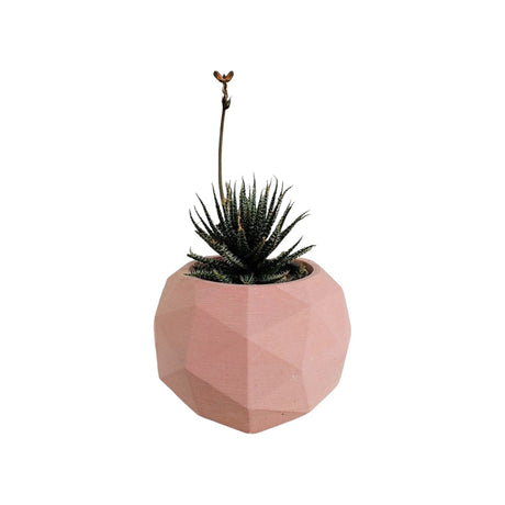 Matera de mesa Laia Palo de Rosa 7x8cm de Cemento Circular de 0.3 Litros - Jardineria | Bylmo