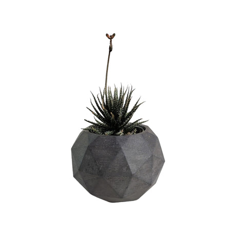 Matera de mesa Laia Gris Oscuro 7x8cm de Cemento Circular de 0.3 Litros - Jardineria | Bylmo