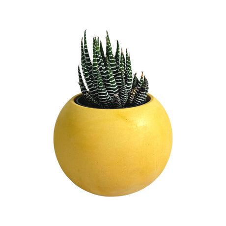 Matera de mesa Luna Amarillo 6x7cm de Cemento Circular de 0.2 Litros - Jardineria | Bylmo