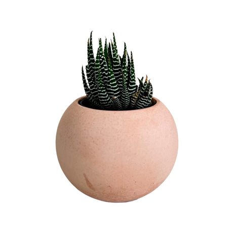 Matera de mesa Luna Palo de Rosa 6x7cm de Cemento Circular de 0.2 Litros - Jardineria | Bylmo