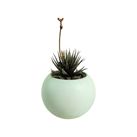 Matera de mesa Luna Verde Menta 6x7cm de Cemento Circular de 0.2 Litros - Jardineria | Bylmo